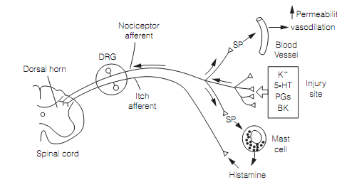 805_Peripheral sensitization.png